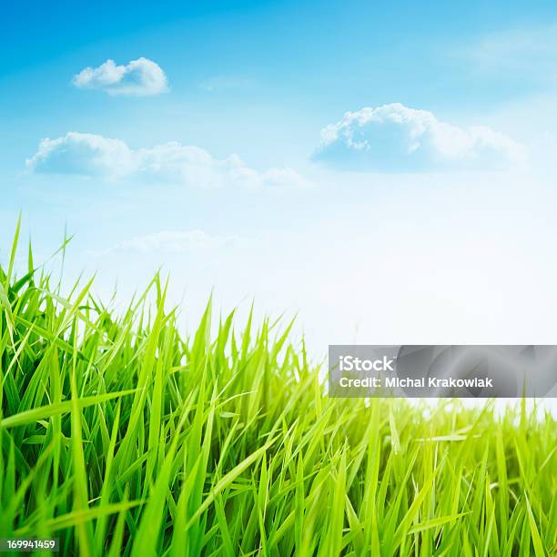 Frische Gras Gegen Zarten Hellen Himmel Frühling Stockfoto und mehr Bilder von Blau - Blau, Einfachheit, Extreme Nahaufnahme