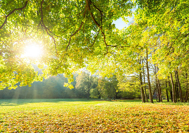 glade - leafes autumn grass nature photos et images de collection