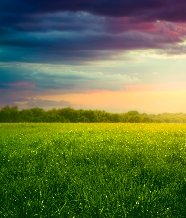 A green, grassy meadow is shown at sunset with a bank of trees far in the distance.  The grass at the front is fully in focus, the focus fades to the trees at a distance.  The sky is a rainbow of shades at sunset: pinks, yellows, blues, reds and purples.