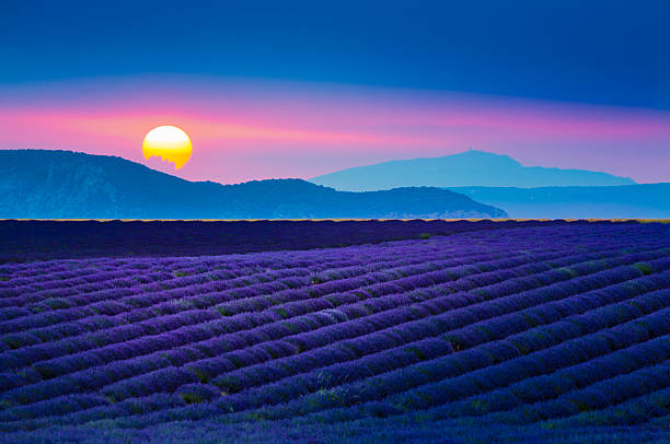 puesta del sol sobre campo de lavanda en provence, francia - hill dusk sunset heat haze fotografías e imágenes de stock