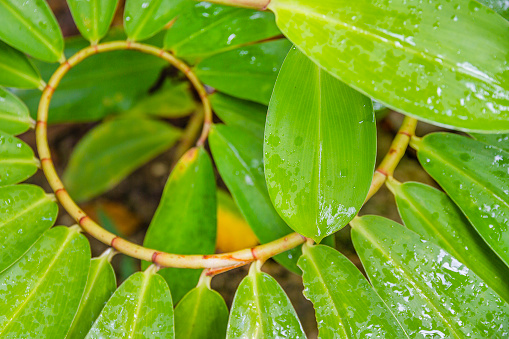 Close-up of the Costus Speciosus shrub, forming a unique green spiral. Barbados