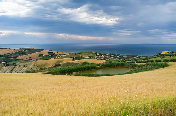 A view of a wheat field near Adriatic Sea in Abruzzo, Italy