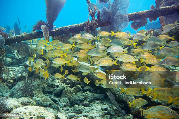 Blue Striped And French Grunt Stock Photo - Download Image Now - Cave, Fish, Shipwreck