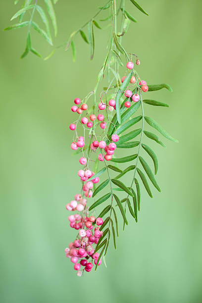 pepper tree berry cluster - pink pepper stock-fotos und bilder