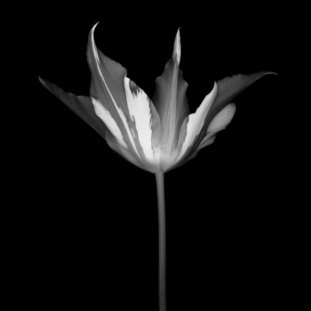 istock Monochrome streaked tulip isolated against a black background 169941698