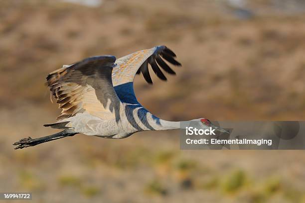 Grulla Canadiense Tome La Salida De Marsh Foto de stock y más banco de imágenes de Río Grande - Río