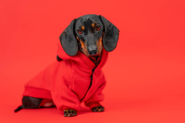 lindo cachorro cansado con sudadera con capucha sobre un fondo rojo. moda urbana para niños petshop - dachshund dog sadness sitting fotografías e imágenes de stock