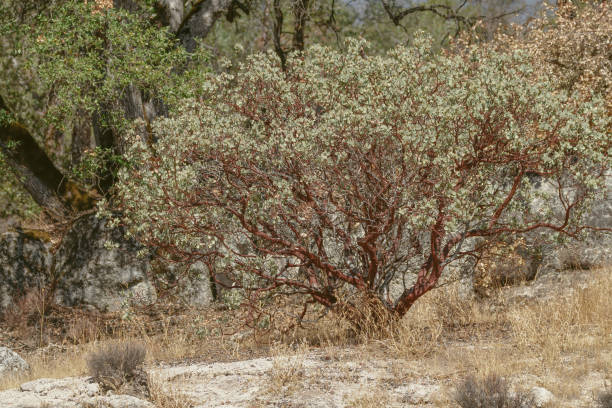 manzanita tree - 5898 stock-fotos und bilder