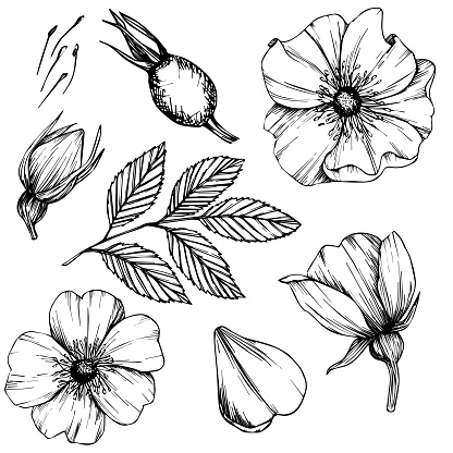 istock Wild rose flowers and berries, medicinal herb line art drawing. Outline vector illustration isolated on white background. Rose hip bouquets sketch for logo, tattoo, wedding design 1699428756