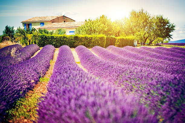 campo di lavanda - provenza alpi foto e immagini stock