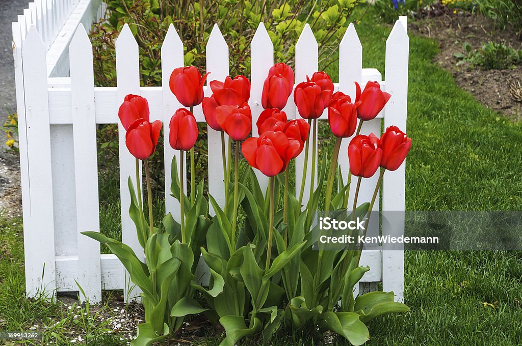 Red Tulips Vivid red tulips grow against a white picket fence on Cape Cod Cape Cod Stock Photo