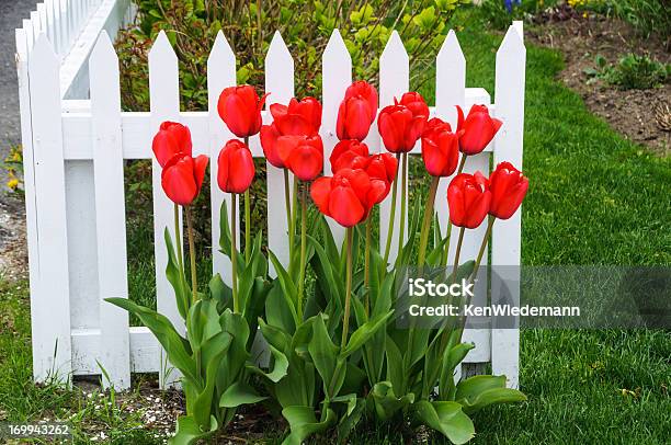 Red Tulips Stock Photo - Download Image Now - Cape Cod, Color Image, Fence