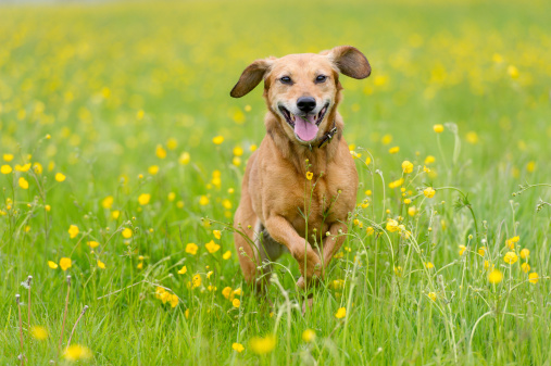Happy brown dog in a summertime meadow of buttercups