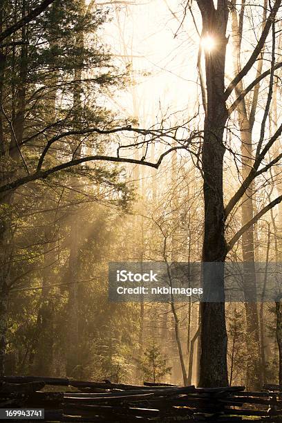 Foto de Névoa E Luz Solar Na Floresta De Manhã Cedo Nas Montanhas Smoky e mais fotos de stock de Appalachia