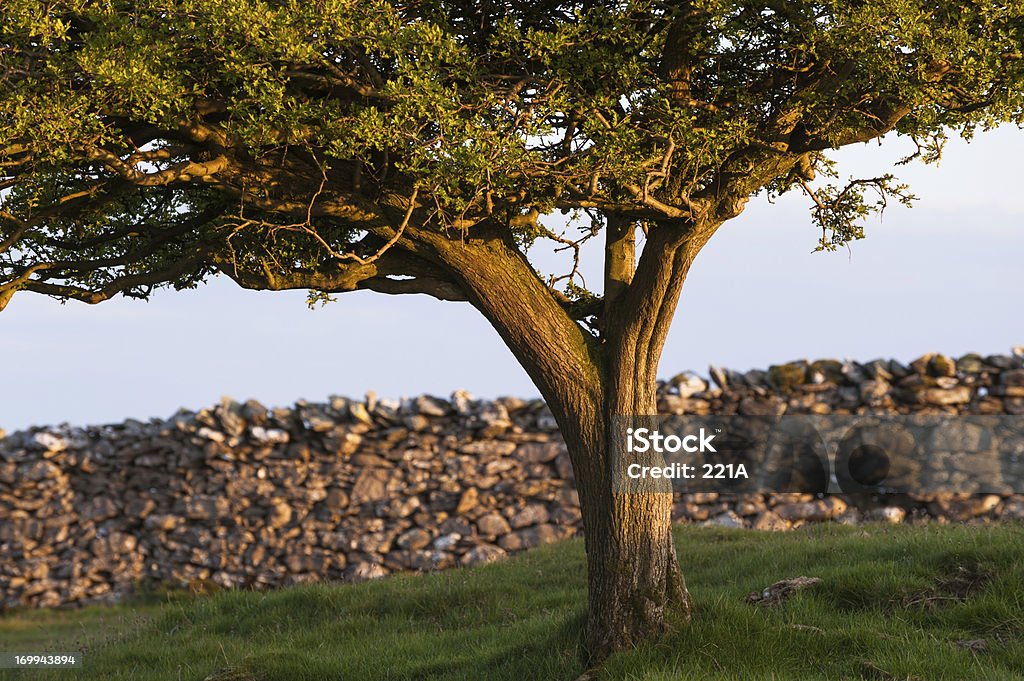 Distrito de los lagos de Inglaterra: Hawthorn al atardecer - Foto de stock de Aire libre libre de derechos