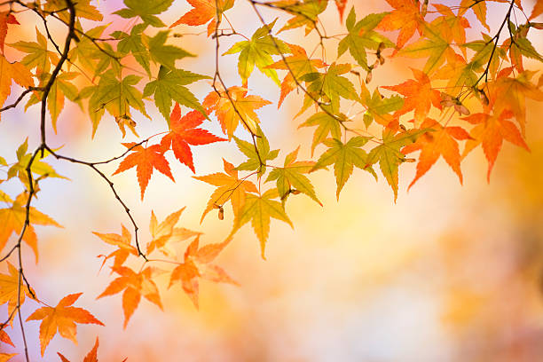 istock Colorful Autumn Leaves 169943903