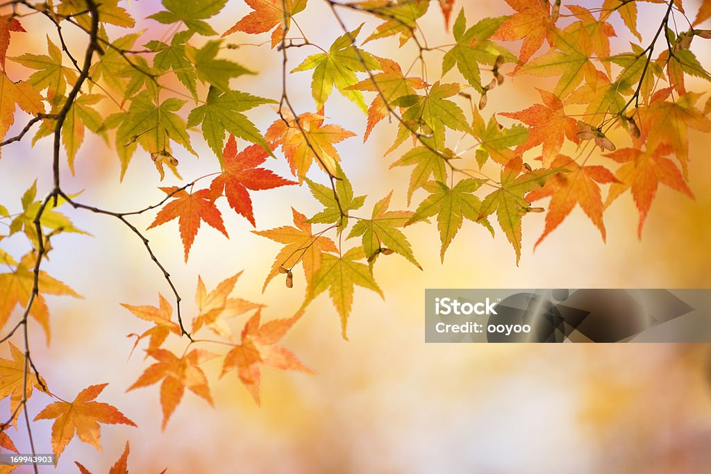 Colorful Autumn Leaves Colorful Fall Foliage Autumn Stock Photo