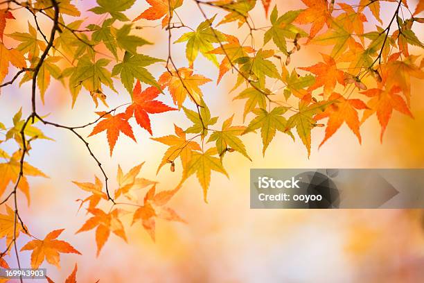 Colorful Autumn Leaves Stock Photo - Download Image Now - Autumn, Autumn Leaf Color, Beauty In Nature