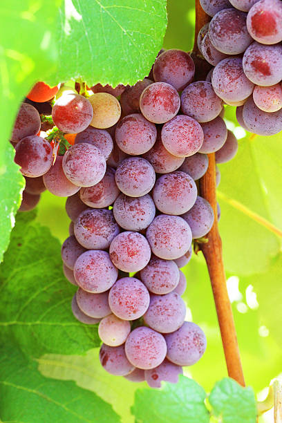 istock Catawba Red Grapes on the Vine 169944320