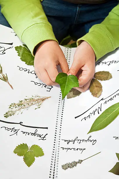 Children hands and herbarium.