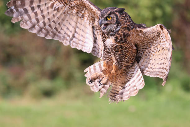 istock Great-horned owl flying in the forest on green background, Quebec 1699446729