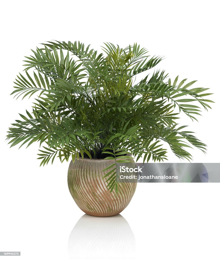 Areca Palm in die Clay Pot auf weißem Hintergrund - Lizenzfrei Pflanze Stock-Foto