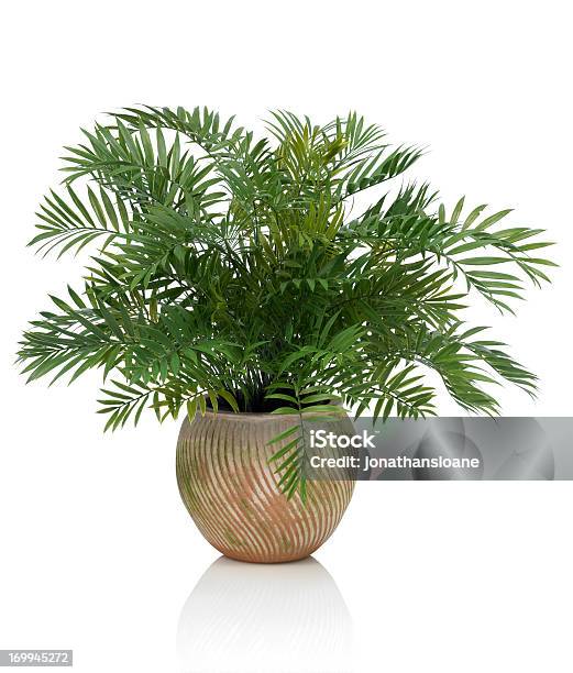 Areca Palm In Die Clay Pot Auf Weißem Hintergrund Stockfoto und mehr Bilder von Pflanze - Pflanze, Weißer Hintergrund, Goldfruchtpalme