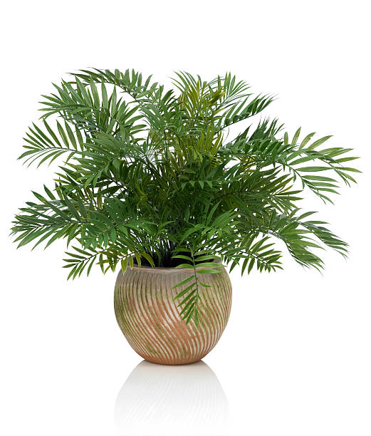 Areca Palm in a Clay Pot on a white background A luxurious Areca palm in a swirled mossy clay pot. Shot against a bright white background. Image has an embedded path which may be used to delete the reflection if desired. areca palm tree stock pictures, royalty-free photos & images