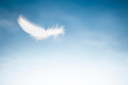 Pájaro volando Feater-cielo azul y nubes blancas photo