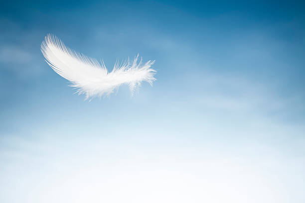 Pájaro volando Feater-cielo azul y nubes blancas - foto de stock