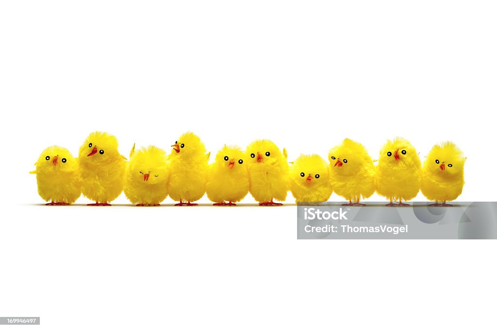 Ряд ребенок Курица-Пасха Chick Юмор Fun - Стоковые фото Пасха роялти-фри