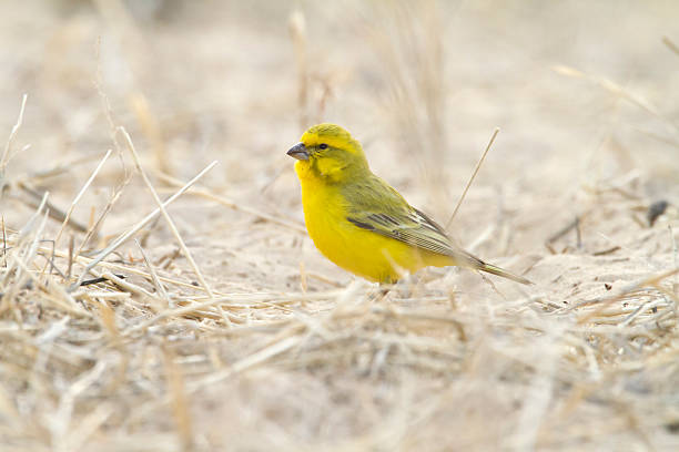 Yellow Canary, Kgalagadi Transfrontier Park, South Africa