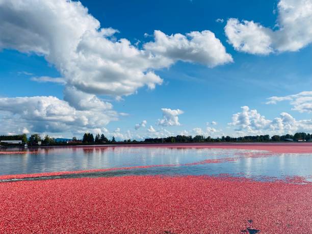 Cranberry field in the sun