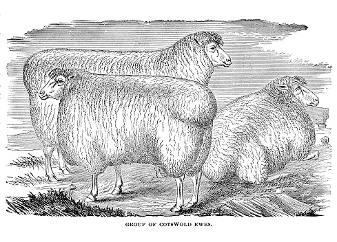 Engraving of Cotswold ewes in pasture. In Cyclopedia of Live Stock 1881.