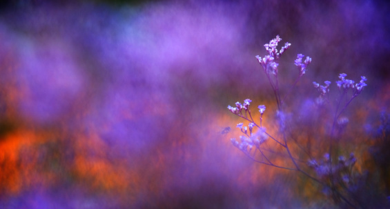 Soft focus image of Sea Lavender (Limonium platyphyllum) flowers.