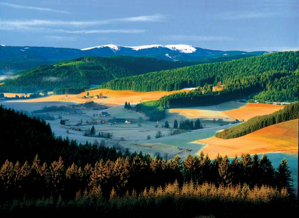 Landscapes - Forest - Europe, Romania, Suceava region