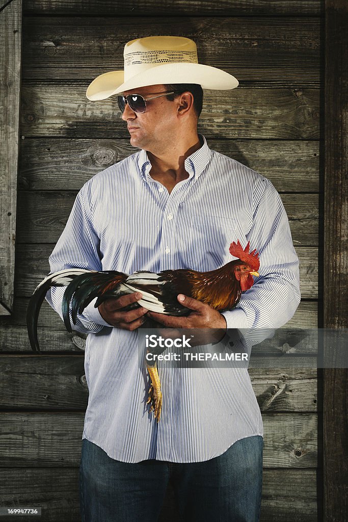 farmer sostiene una lucha de gallo - Foto de stock de Gallo libre de derechos