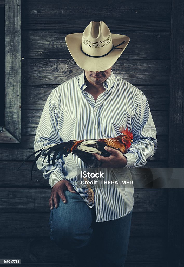 Rolnik posiadający fighting rooster - Zbiór zdjęć royalty-free (Kogut)