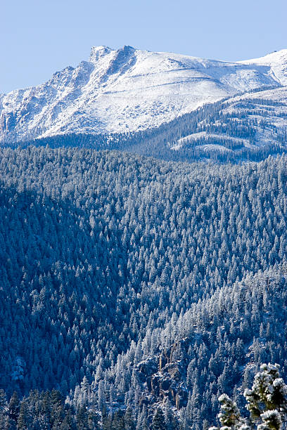 neve di pikes peak - vertical forest national forest woods foto e immagini stock