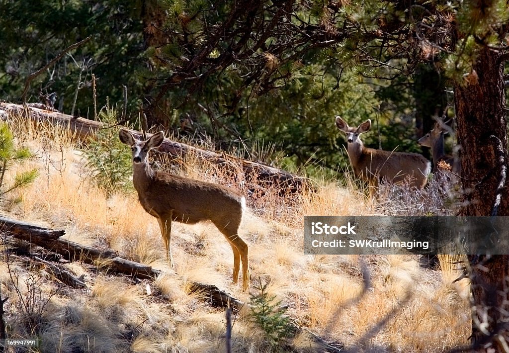 Veado de Orelhas Compridas na Pike National Forest - Foto de stock de Animal royalty-free