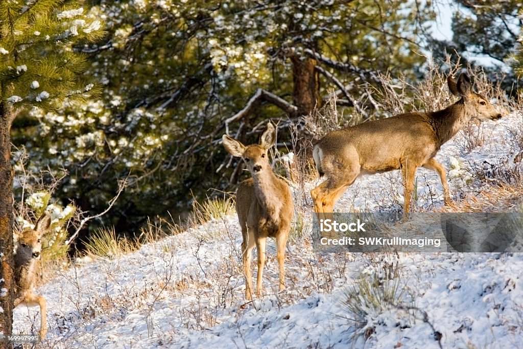 Herd of Чернохвостый олень - Стоковые фото Самка оленя роялти-фри