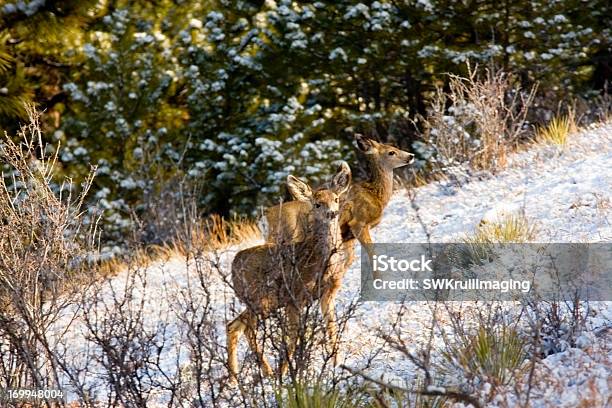 Foto de Manada De Veado De Orelhas Compridas e mais fotos de stock de Animal - Animal, Animal selvagem, Beleza natural - Natureza