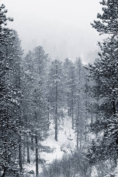 istock Spring Snow in the Pike National Forest Colorado 169948007
