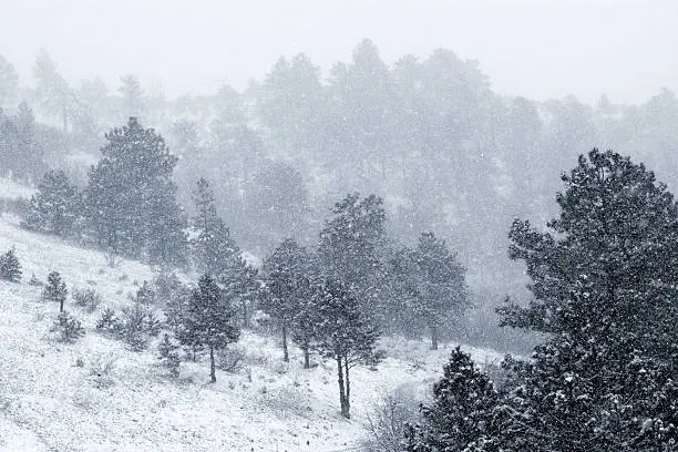 Photo of Spring Snow in the Pike National Forest Colorado