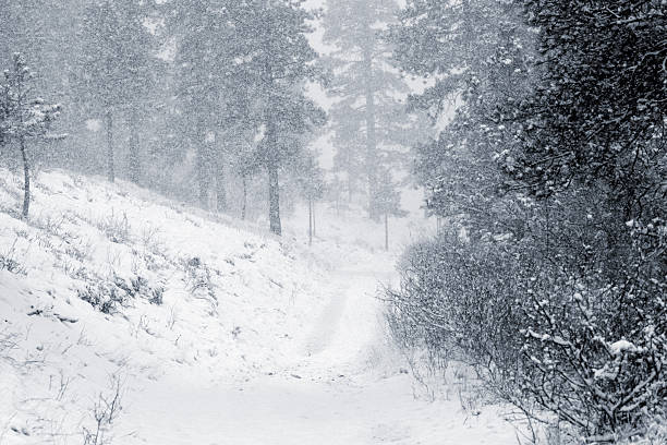 istock Spring Snow in the Pike National Forest Colorado 169948023