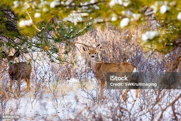 Foto de Manada De Veado De Orelhas Compridas e mais fotos de stock de Animal - Animal, Animal selvagem, Beleza natural - Natureza