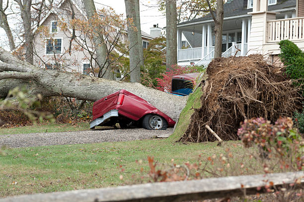 Fallen tree demolished a red truck during Hurricane Sandy A red truck lies crushed beneath a huge tree in the aftermath of Hurricane Sandy, a powerful storm which crashed into the Eastern USA. hurricane storm stock pictures, royalty-free photos & images