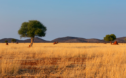 Beautiful savanna landscape in Africa with a single tree