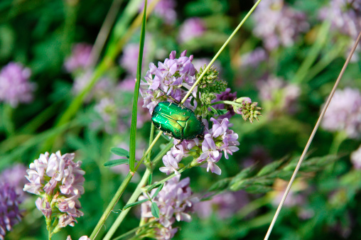 Cetonia aurata - Rose Chafer in the meadow; insect of the year 2000