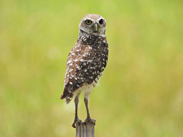 istock Burrowing Owl (Athene cunicularia)  -  with one eye black and other yellow perched on a wood post. 1699495824